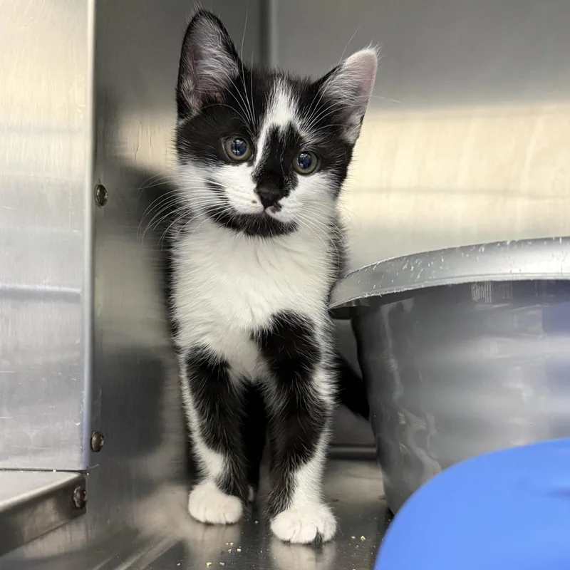 A baby small-sized male Domestic Short Hair cat named Buster for adoption in Oakland, CA