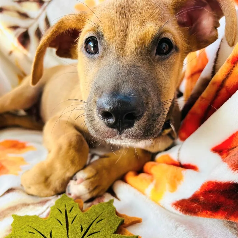 Bruno Albert "let Us