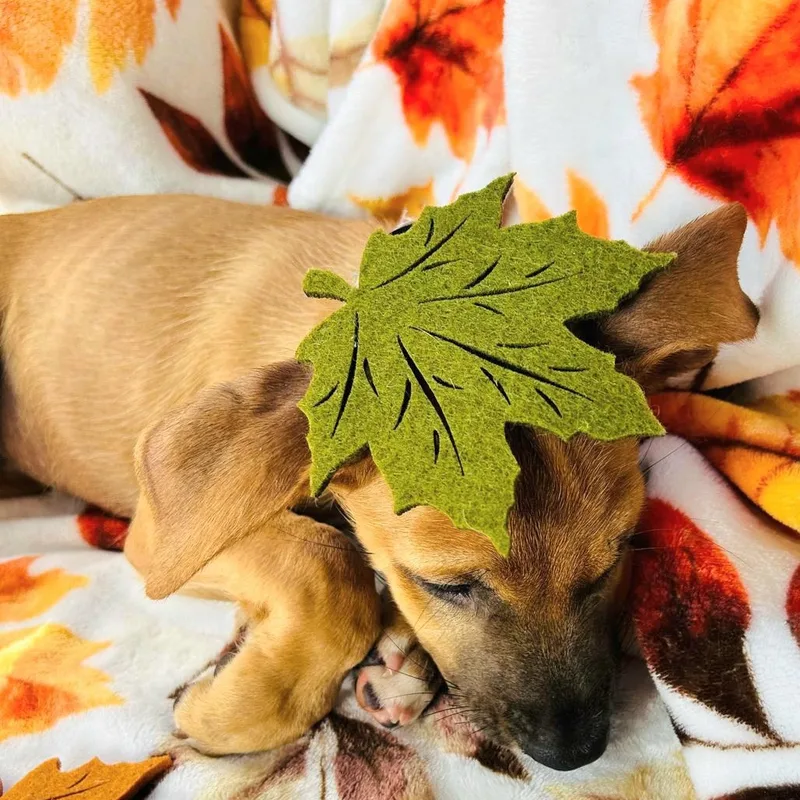 Bruno Albert "let Us thumbnail 2