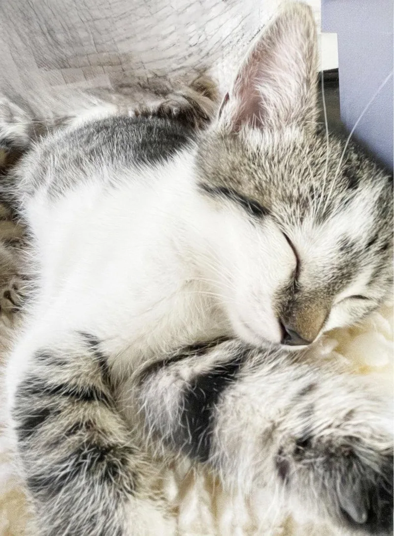 A baby medium-sized male Tabby cat named Stormy for adoption in Alameda, CA