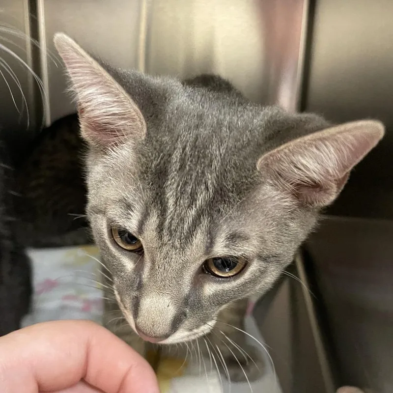 A baby small-sized male Gray / Blue / Silver Domestic Short Hair cat named Tutu for adoption in Springfield, MA