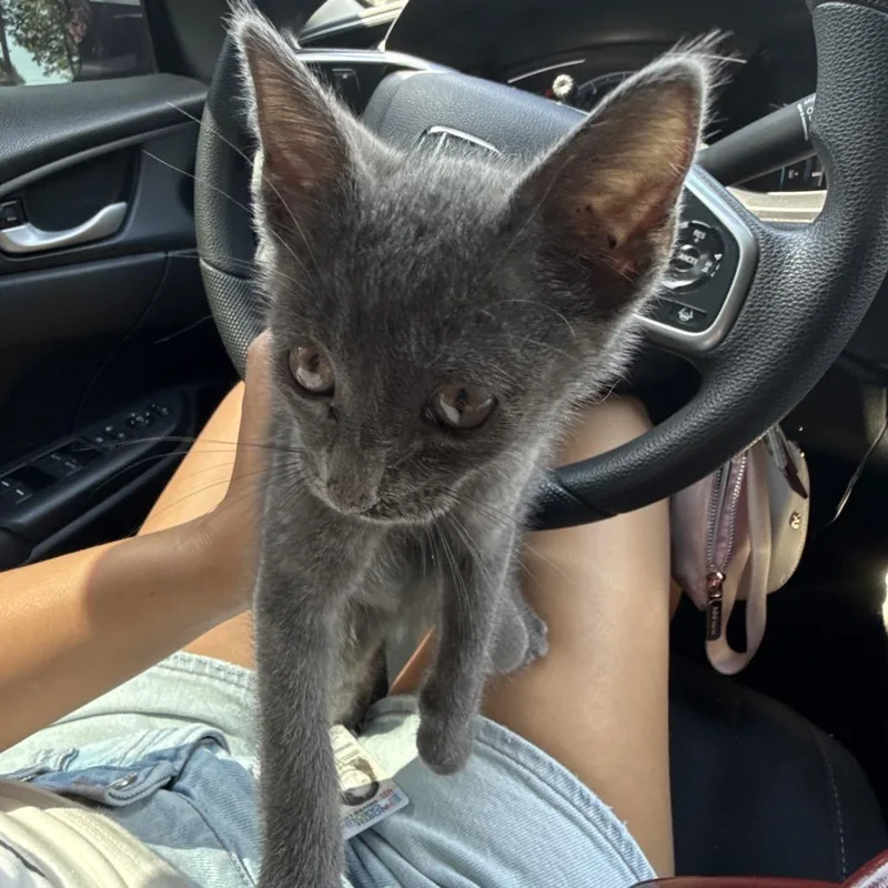 A baby small-sized male Domestic Short Hair cat named Sea Slug for adoption in Greensboro, NC