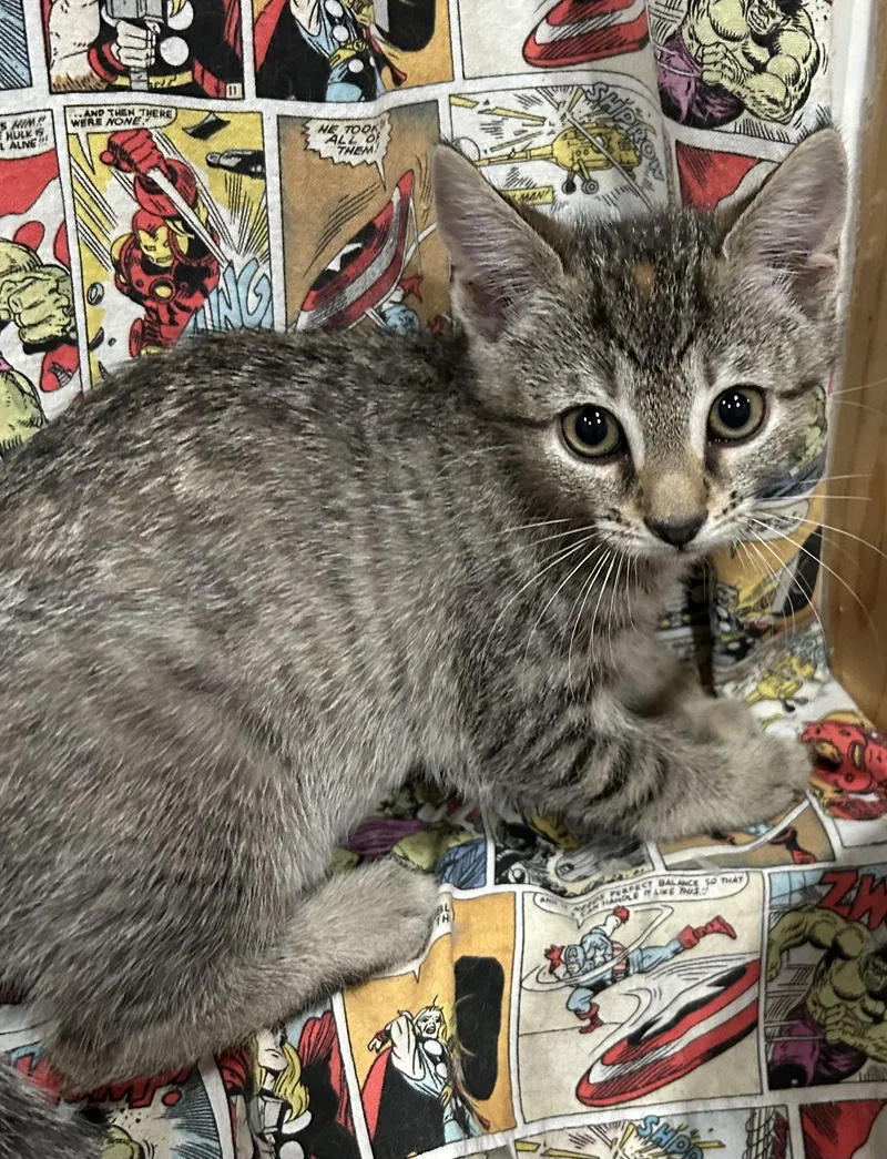 A baby medium-sized female Tabby (Brown / Chocolate) Domestic Short Hair cat named Rogue for adoption in Richmond, VA