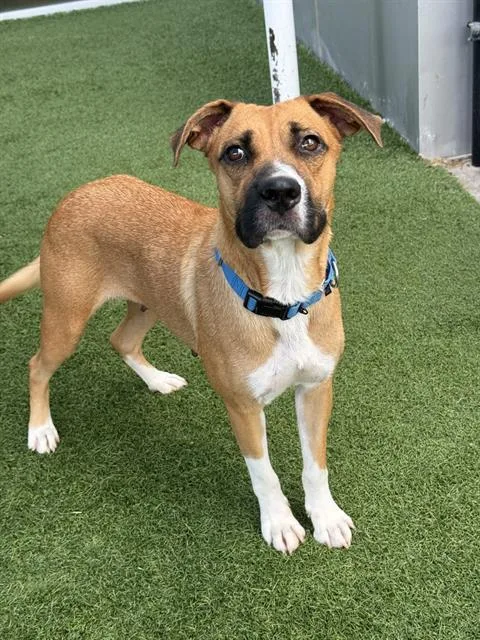 A young large-sized female Mixed Breed dog named Cleo for adoption in Dallas, TX