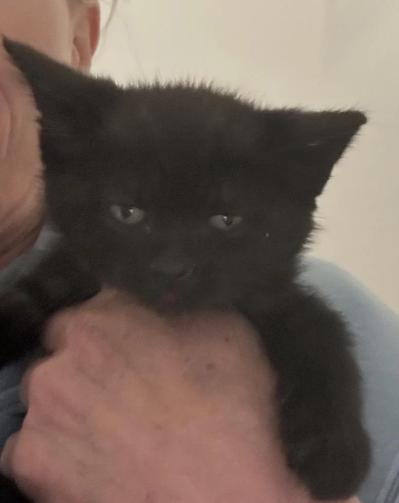 A baby small-sized female Black Domestic Short Hair cat named Hope for adoption in Poplar Grove, IL