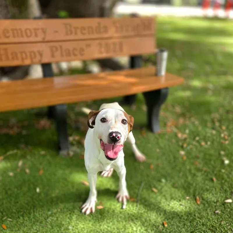 A young medium-sized male White / Cream Hound dog named Breakout for adoption in Port Charlotte, FL