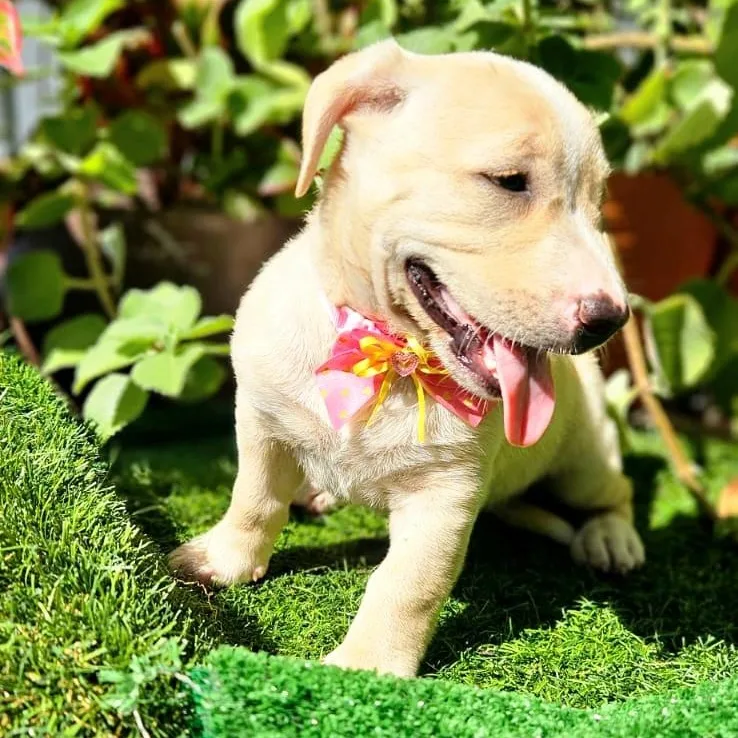 Whisper "i Hear You thumbnail 2