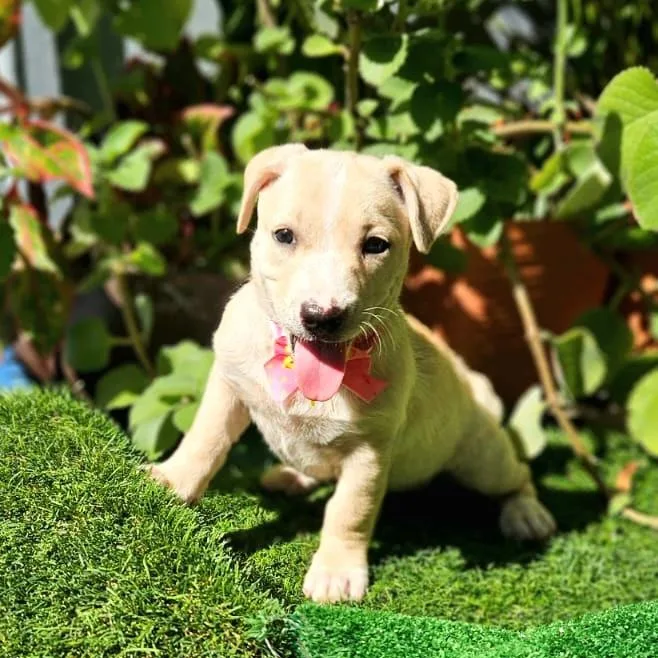 Whisper "i Hear You thumbnail 3