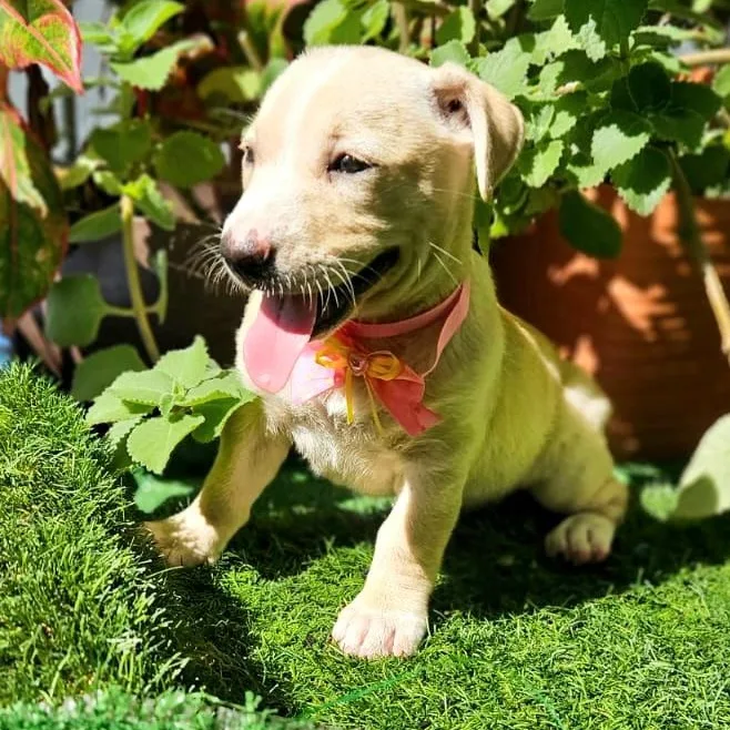 Whisper "i Hear You thumbnail 4