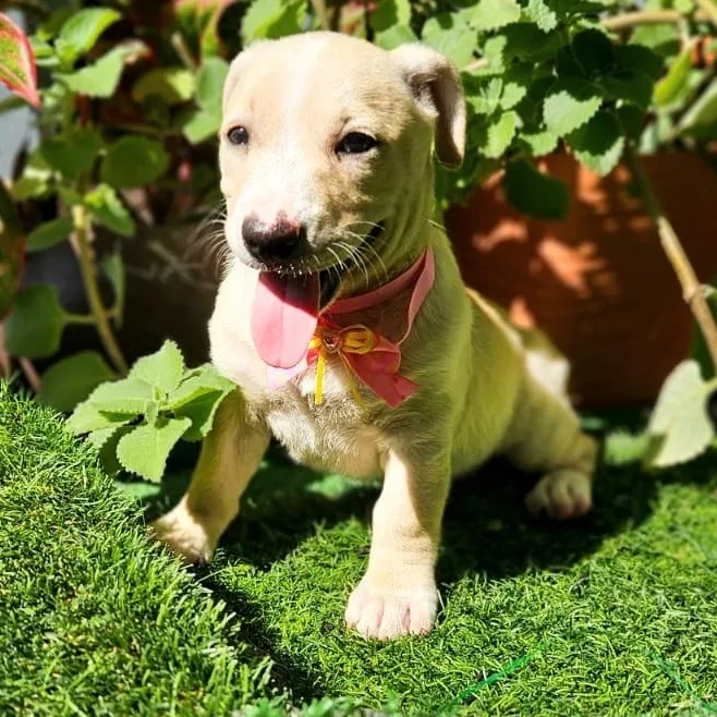 Whisper "i Hear You thumbnail 5