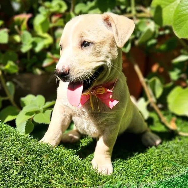 Whisper "i Hear You thumbnail 6