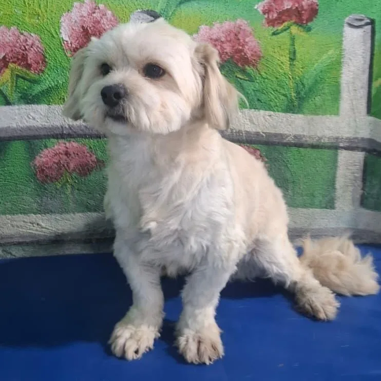 Mr. Fluffy Duke thumbnail 2