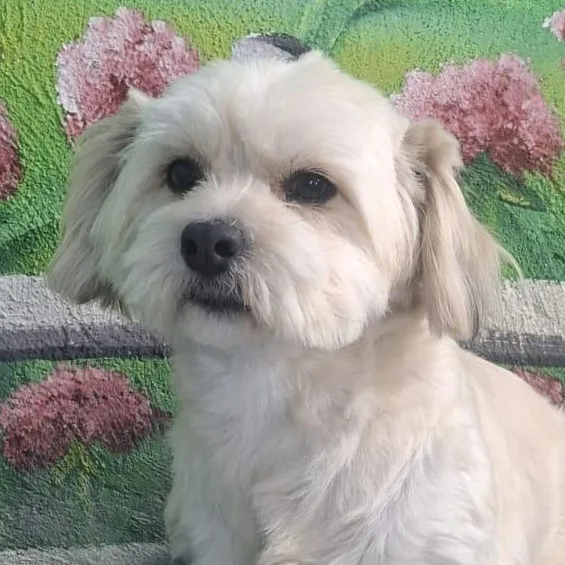 Mr. Fluffy Duke thumbnail 5
