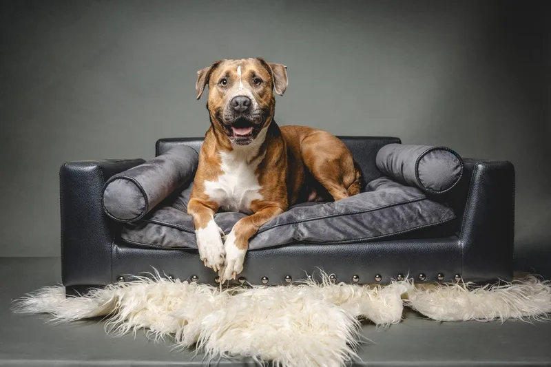 Duckie Von Winthrope Iii thumbnail 2