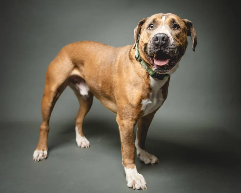 Duckie Von Winthrope Iii thumbnail 3