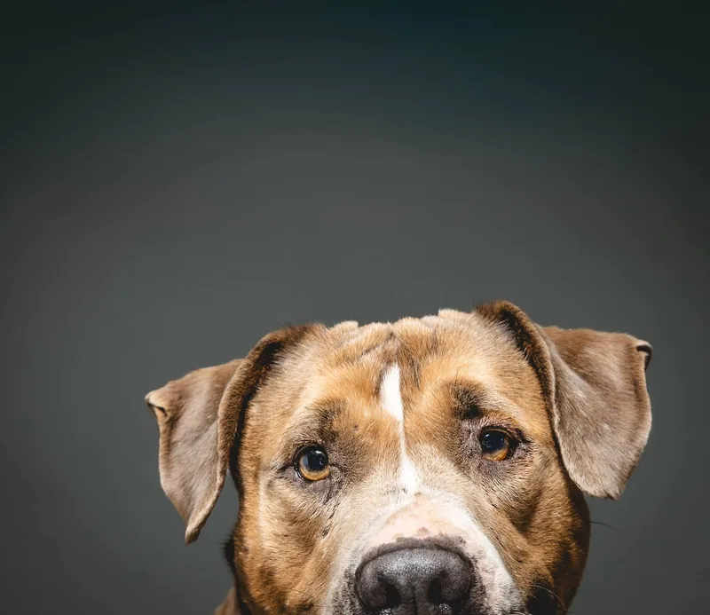 Duckie Von Winthrope Iii thumbnail 4