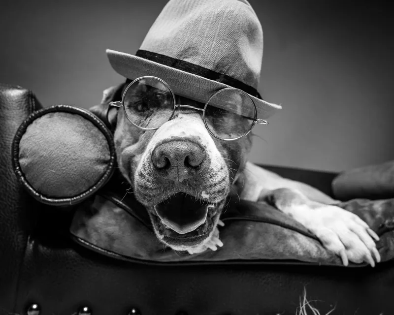 Duckie Von Winthrope Iii thumbnail 6