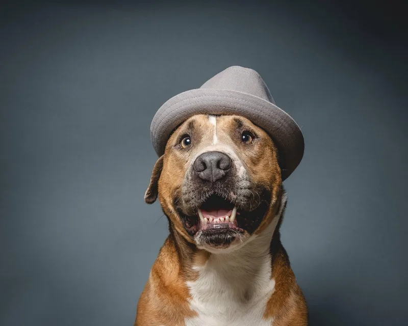 Duckie Von Winthrope Iii