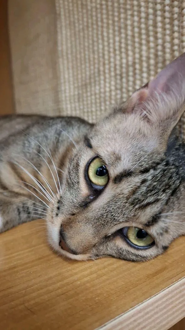 A young medium-sized male Tabby (Buff / Tan / Fawn) Domestic Short Hair cat named Louie for adoption in Easley, SC