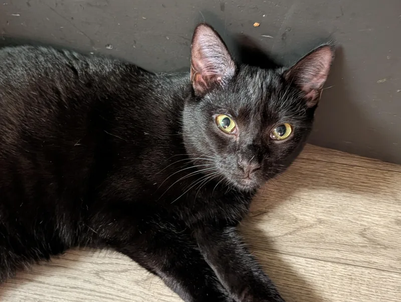 A young medium-sized female Black Domestic Short Hair cat named Plum for adoption in Rocky Ridge, MD