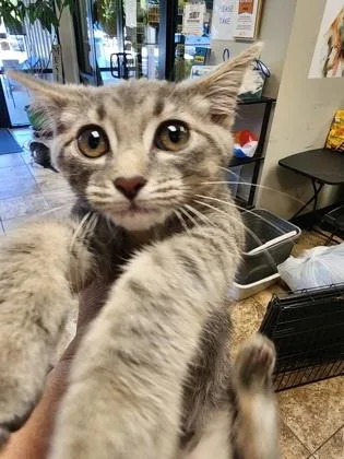 A baby small-sized female Domestic Short Hair cat named Gwyn $ At Petsmart for adoption in Seneca, SC