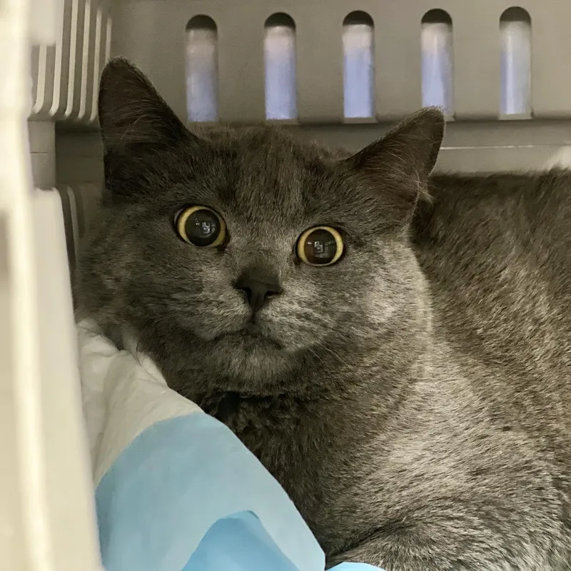 A young medium-sized female Gray / Blue / Silver Domestic Short Hair cat named Kat for adoption in Salt Lake City, UT
