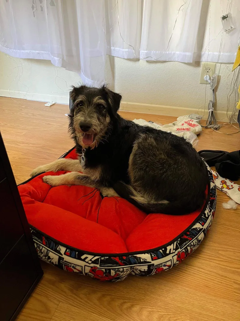 A young medium-sized male Schnauzer dog named Johnny Boy for adoption in Escondido, CA