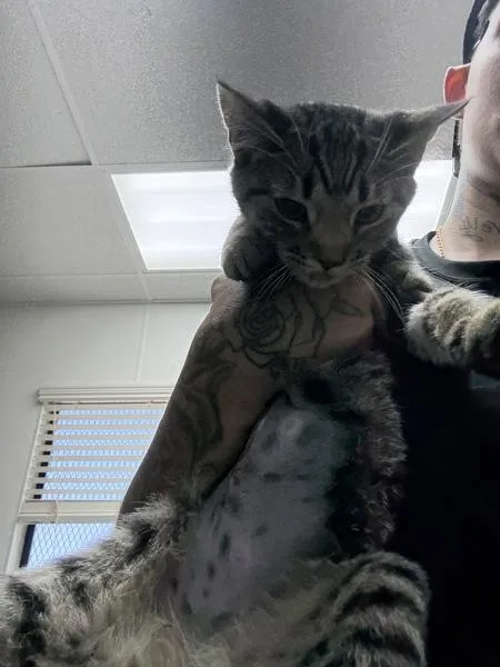 A young small-sized female Domestic Short Hair cat named April for adoption in Tulare, CA