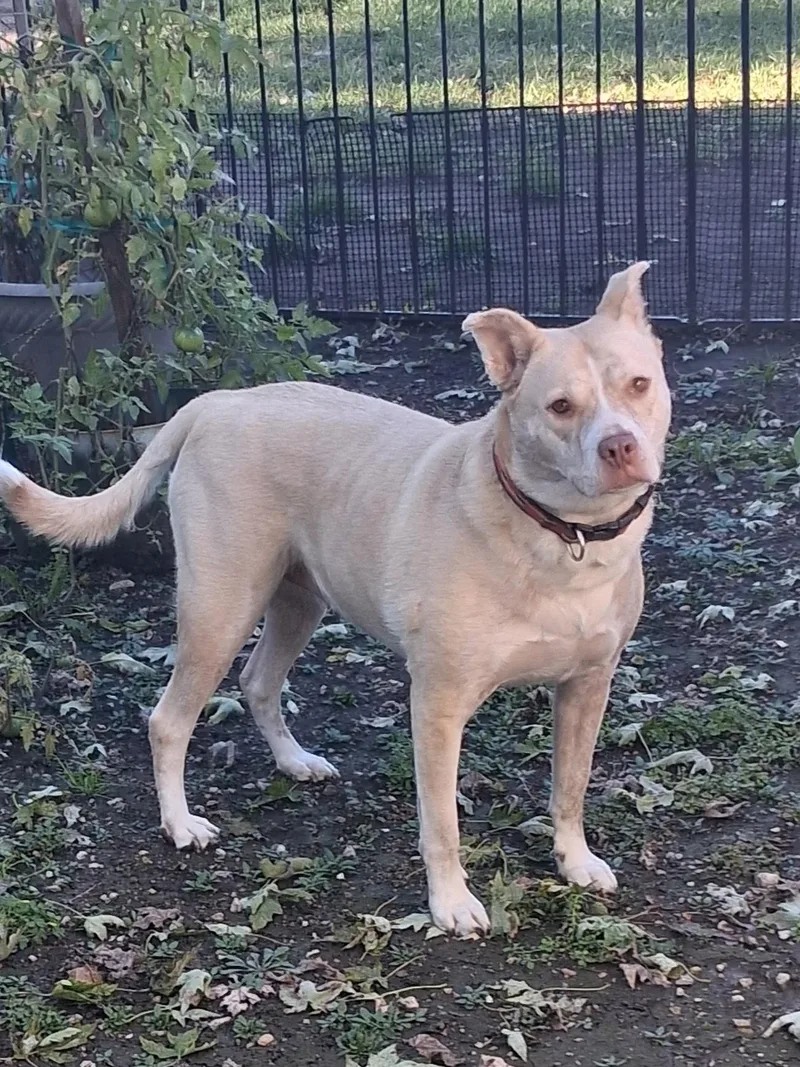 An adult large-sized female Husky dog named Lady Bug for adoption in Naperville, IL