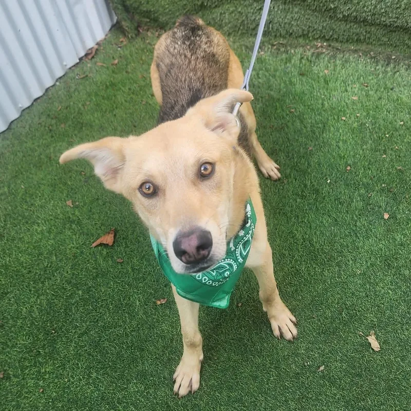 A young medium-sized male Apricot / Beige German Shepherd Dog dog named Teddy for adoption in Oak Point, TX