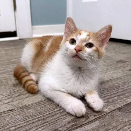 A baby small-sized male Orange / Red Domestic Short Hair cat named Sidd C for adoption in Princeton, MN