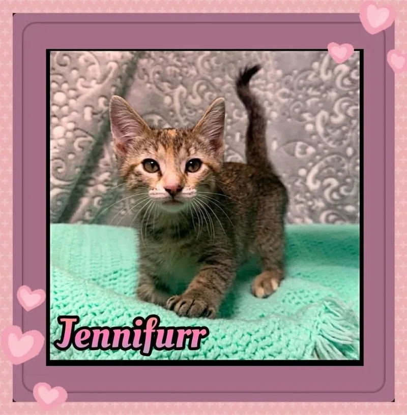 A baby small-sized female Domestic Short Hair cat named Jennifurr for adoption in Jacksonville, IL
