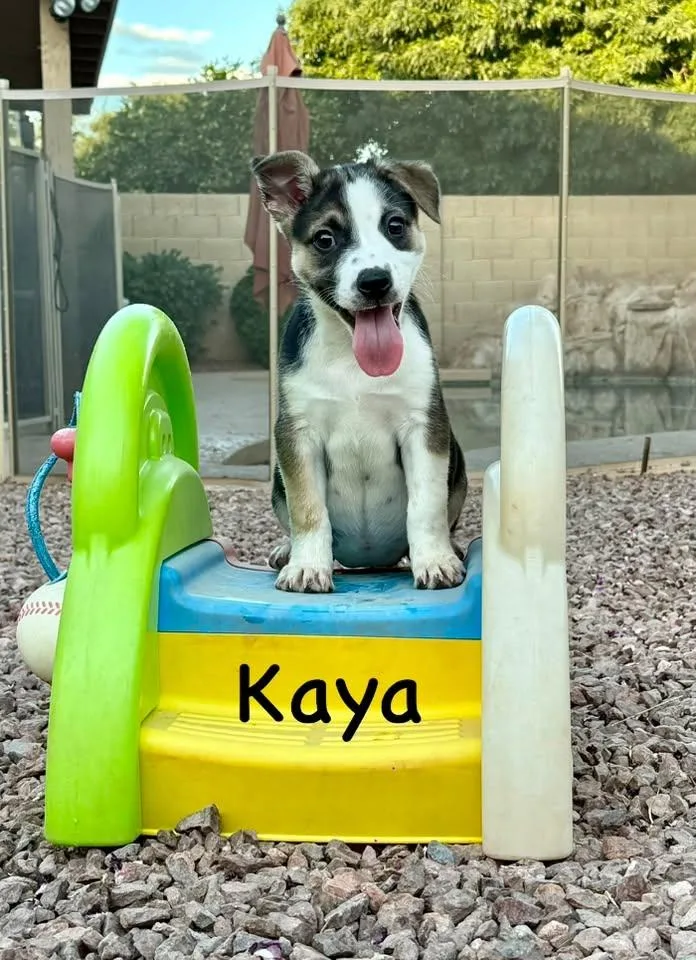 Kaya thumbnail 2