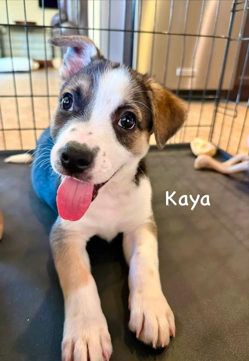 Kaya thumbnail 3