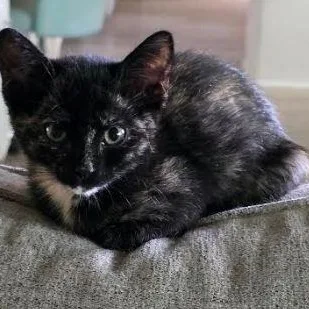 A baby small-sized female Tortoiseshell American Shorthair cat named Sybil for adoption in Houston, TX