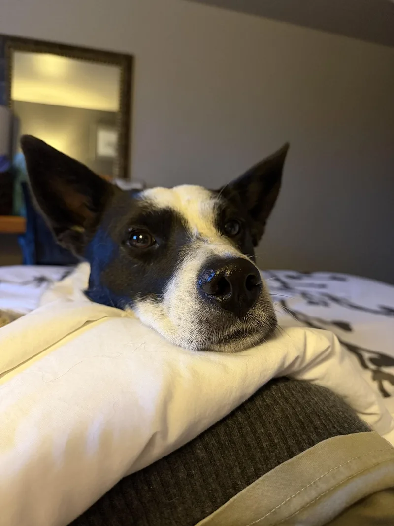 A young medium-sized male Mixed Breed dog named Spot for adoption in Wilsall, MT