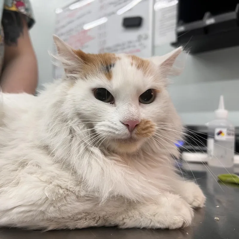 An adult medium-sized female Calico Domestic Long Hair cat named Princess for adoption in Las Vegas, NV