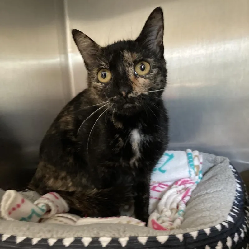 A young medium-sized female Black Domestic Short Hair cat named Berry for adoption in Attica, NY