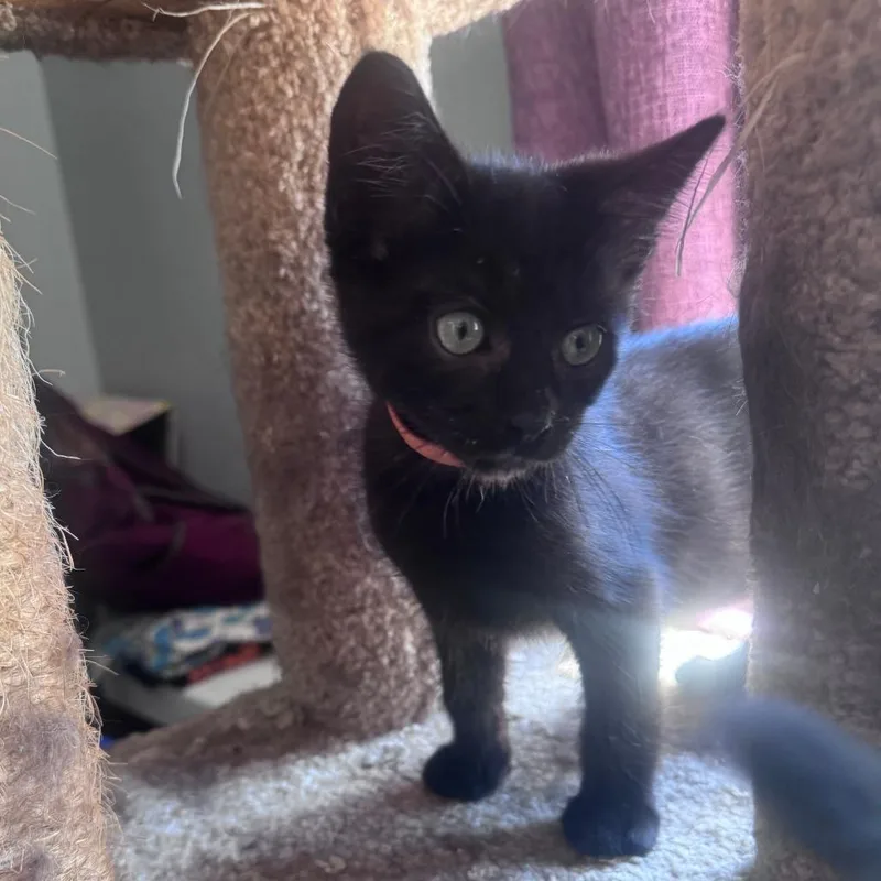 A baby small-sized male Black Domestic Short Hair cat named Mars for adoption in Santa Rosa, CA