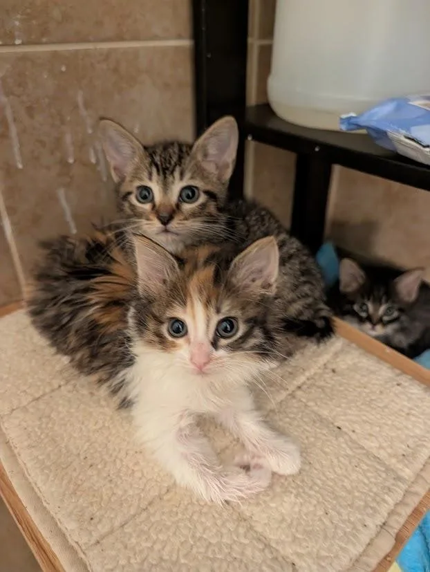 A baby medium-sized female Domestic Medium Hair cat named Piccolo for adoption in Youngsville, NC