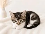 A baby medium-sized male Black Domestic Short Hair cat named Eugene for adoption in Portsmouth, OH