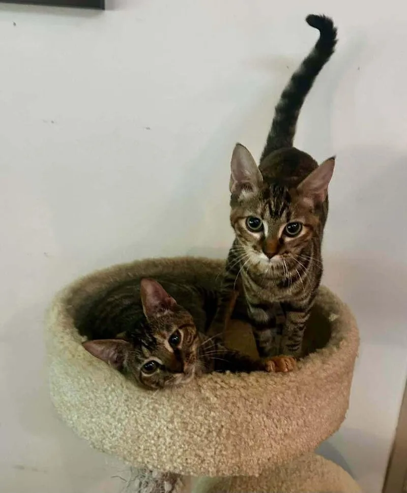 A baby small-sized female Domestic Short Hair cat named Mollie for adoption in Scott, LA