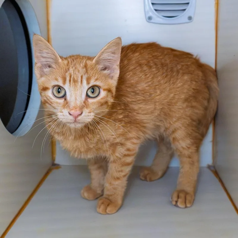 A baby small-sized male Orange / Red Domestic Short Hair cat named Surf for adoption in South Elgin, IL