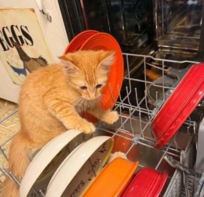 A baby medium-sized male Orange / Red Tabby cat named Diego for adoption in Waxahachie, TX
