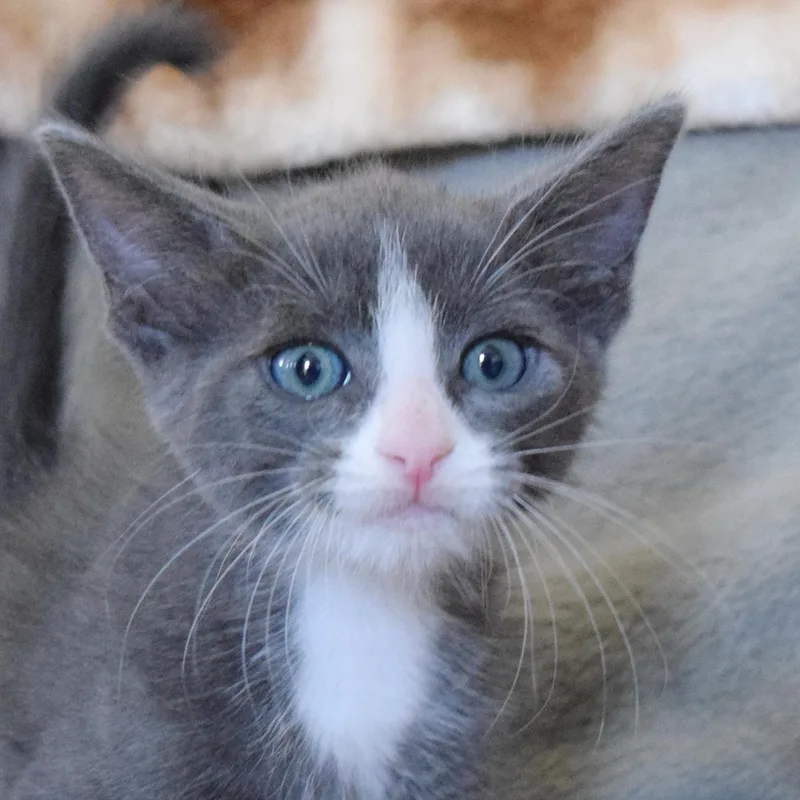 A baby medium-sized male Gray & White Domestic Short Hair cat named Bay for adoption in Bulverde, TX