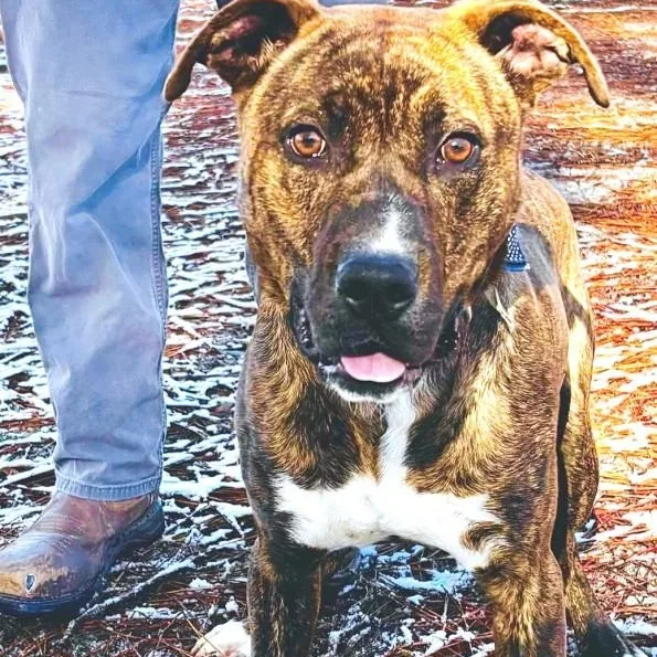 Kris  Handsome Brindle thumbnail 2
