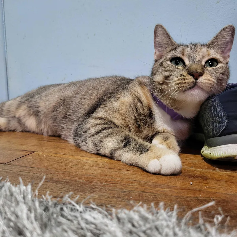 An adult medium-sized female Tabby (Brown / Chocolate) Domestic Short Hair cat named Alice for adoption in East Brunswick, NJ