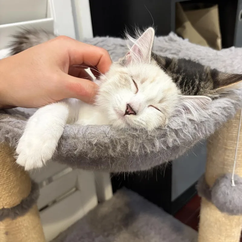 A baby small-sized male White Domestic Medium Hair cat named Khonshu for adoption in Los Angeles, CA