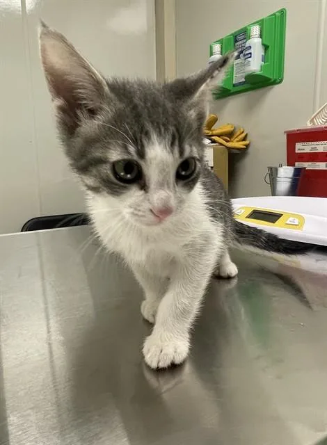 A baby small-sized male Domestic Short Hair cat named Samson for adoption in Ontario, CA