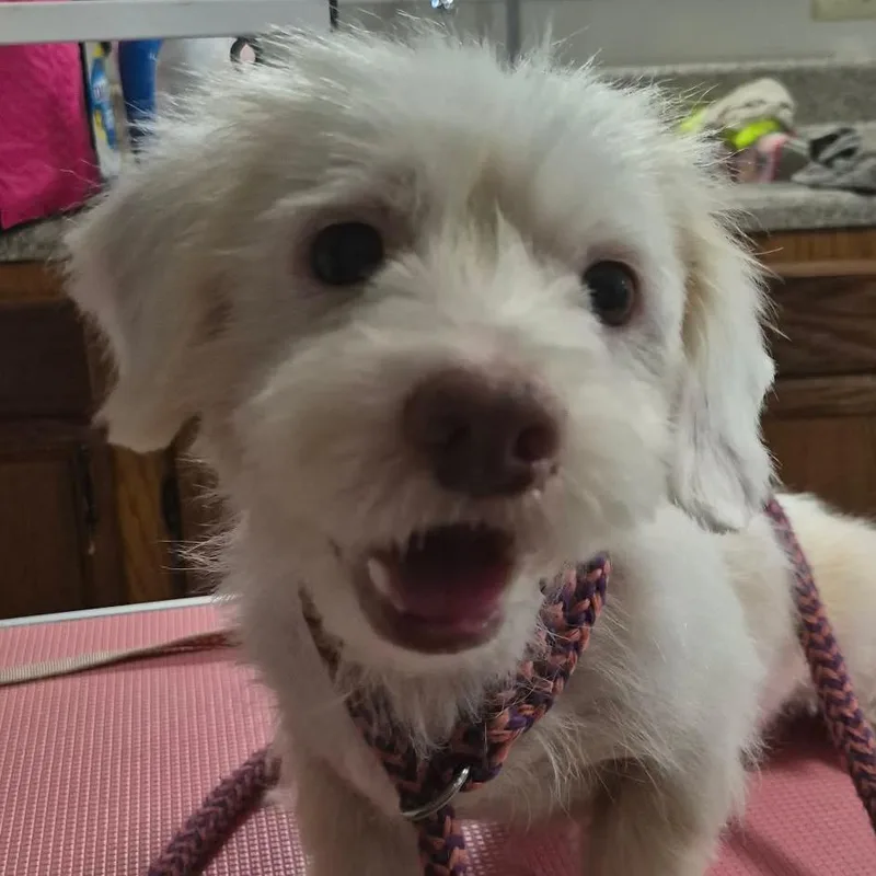 Teddy
